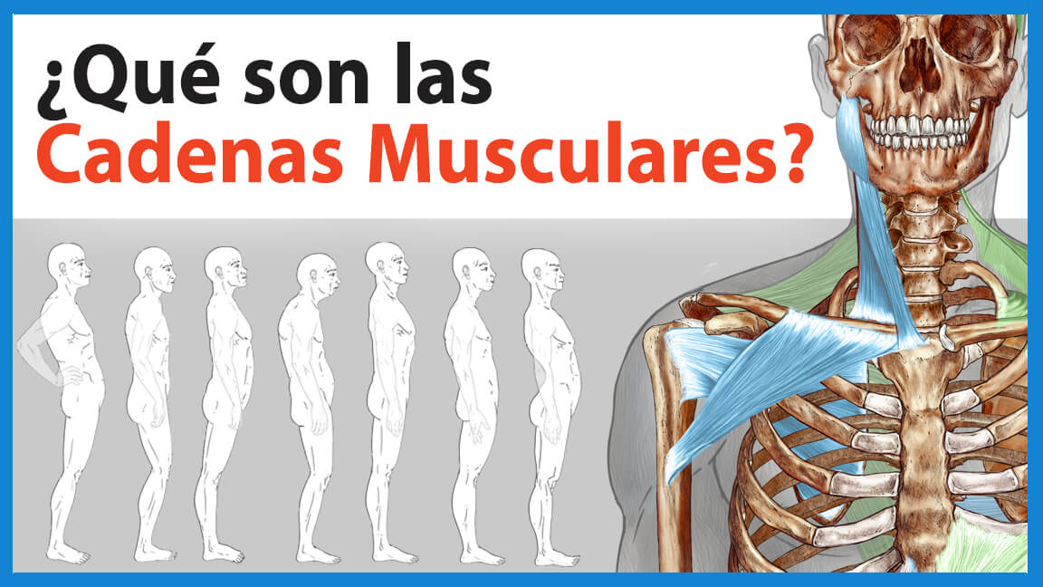 ¿Qué son las Cadenas Musculares o Cadenas Miofasciales? ¿Qué son las Cadenas Musculares o Cadenas Miofasciales?