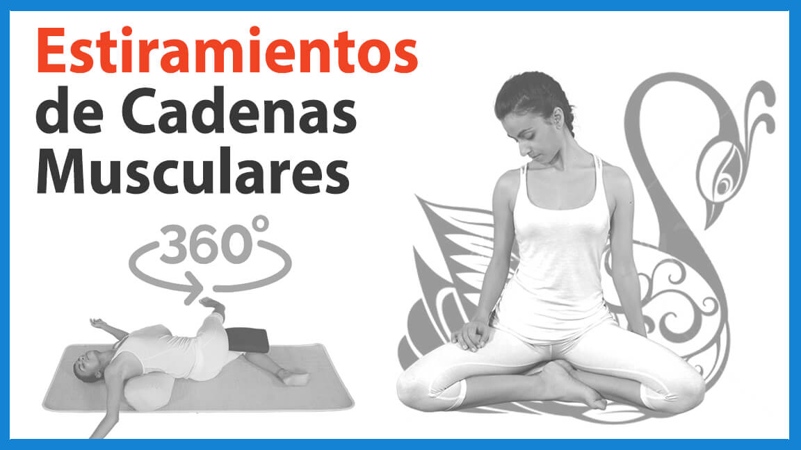 Estiramientos de Cadenas Musculares Estiramientos de Cadenas Musculares