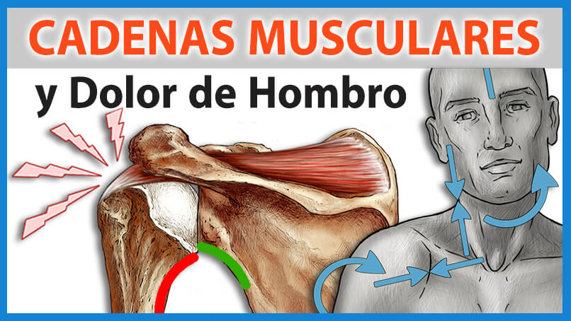 Dolor de hombro y Cadenas Musculares Dolor de hombro y Cadenas Musculares