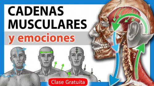Cadenas musculares y Emociones