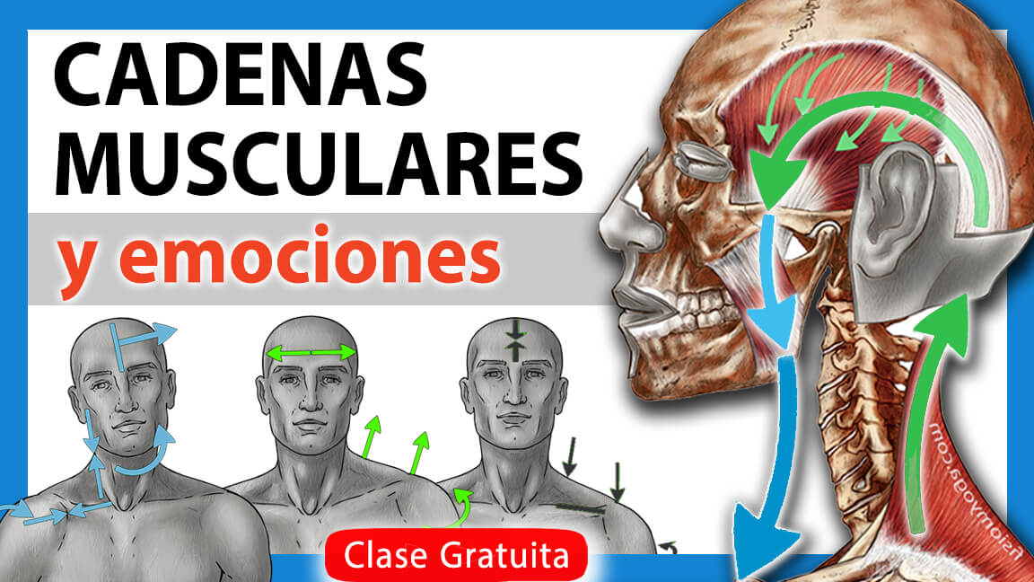 Cadenas musculares y Emociones Cadenas musculares y Emociones