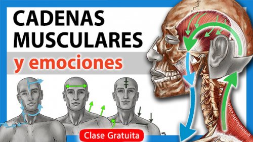 cadenas-8-petit-blau Cadenas Musculares y emociones Fisiom