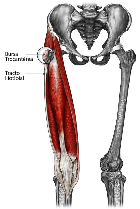 Visión anterior de pelvis y piernas Bursitis, bursitis cadera