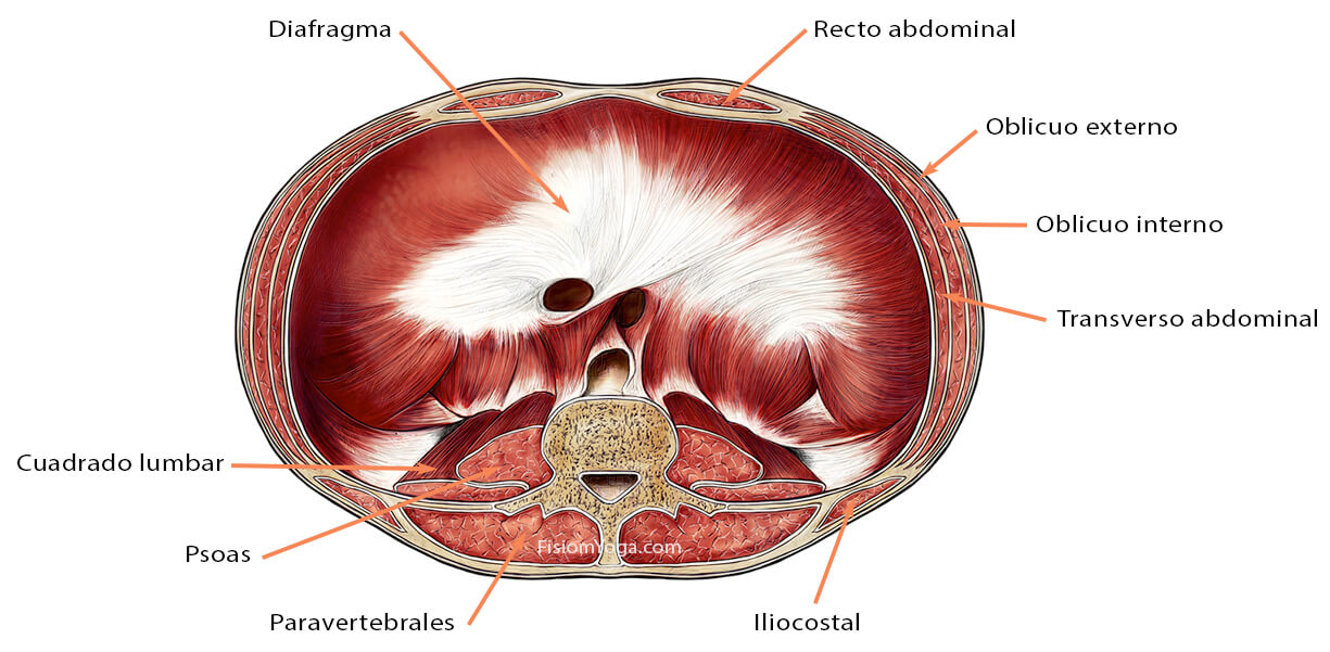 abdominales2 abdominales2