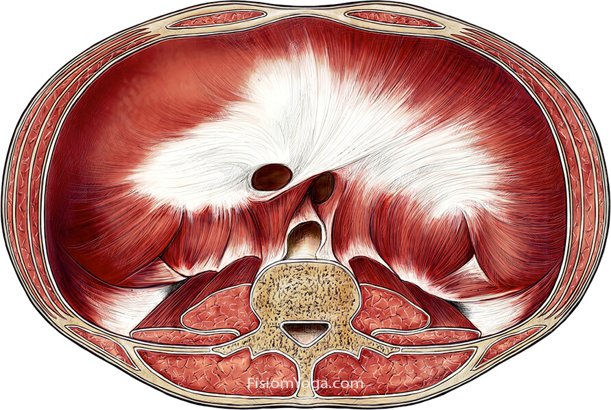 musculos-abdominales musculos abdominales, tonificación abdominal, reducir abdomen
