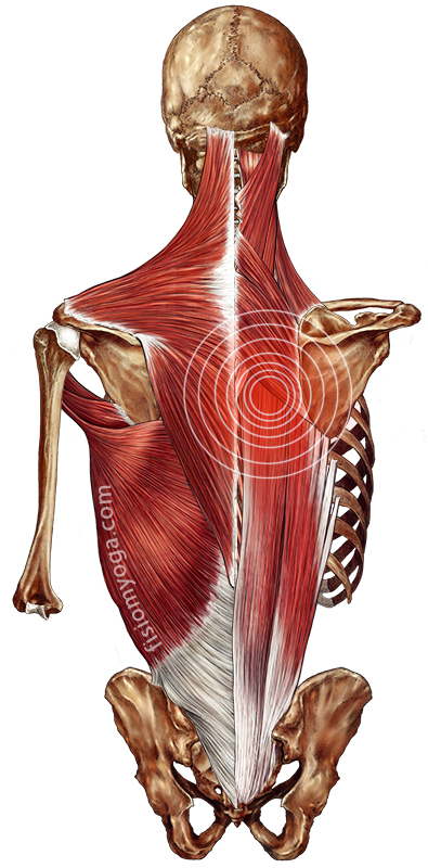 posterior-parte-superior2baja-2 posterior-parte-superior2baja-2