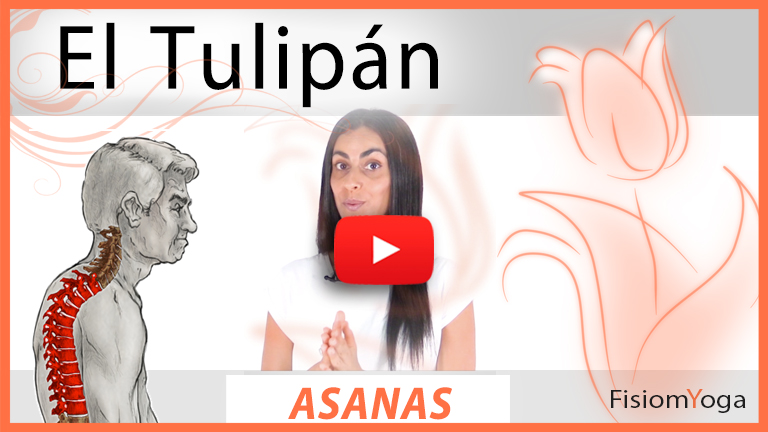 El Tulipán El Tulipán