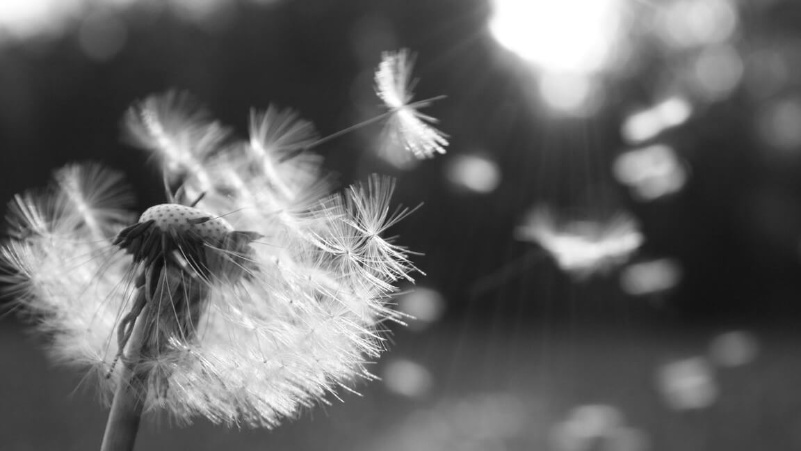El Duelo y La Respiración El Duelo y La Respiración