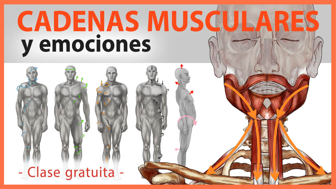 Personalidad y Postura – Cadenas Musculares y las Emociones Personalidad y Postura – Cadenas Musculares y las Emociones