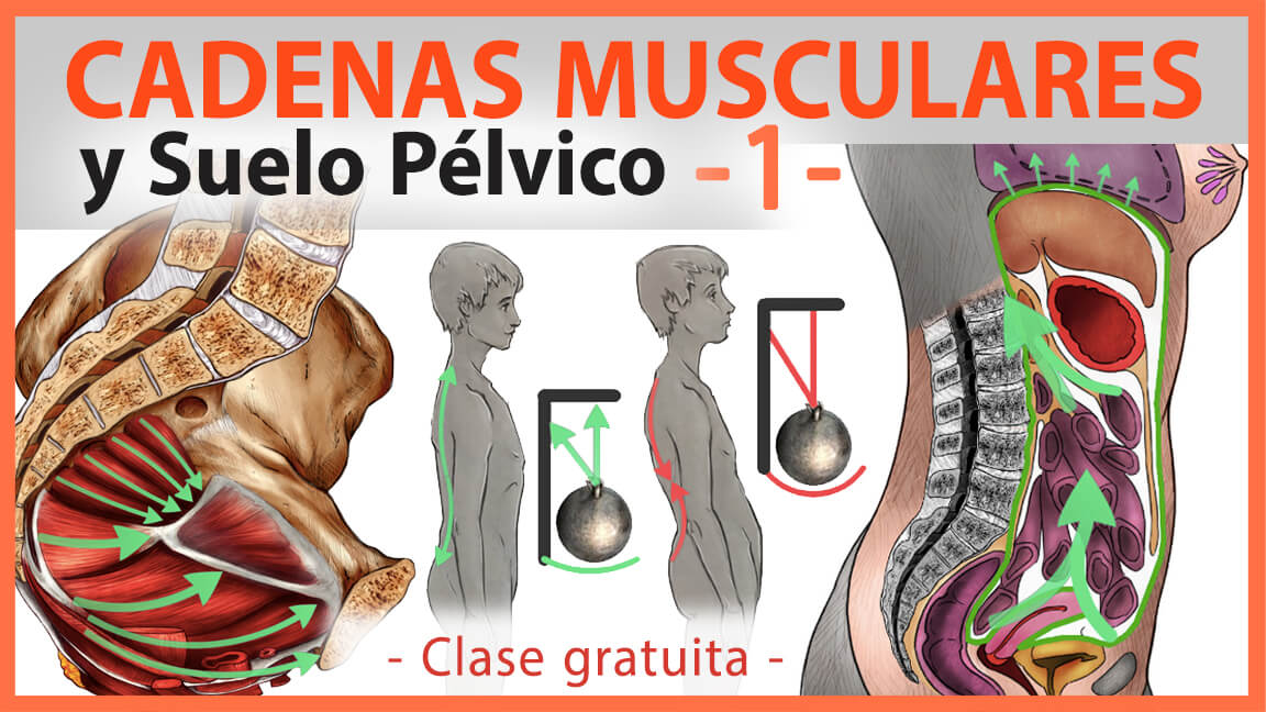 Suelo Pélvico y Cadenas Musculares Suelo Pélvico y Cadenas Musculares
