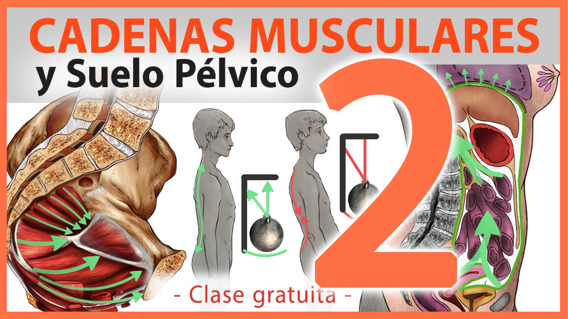 Suelo Pelvico y Cadenas Musculares – Parte 2 Suelo Pelvico y Cadenas Musculares – Parte 2