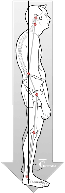 estudio-postural-2 estudio-postural-2