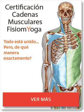 Curso cadenas musculares