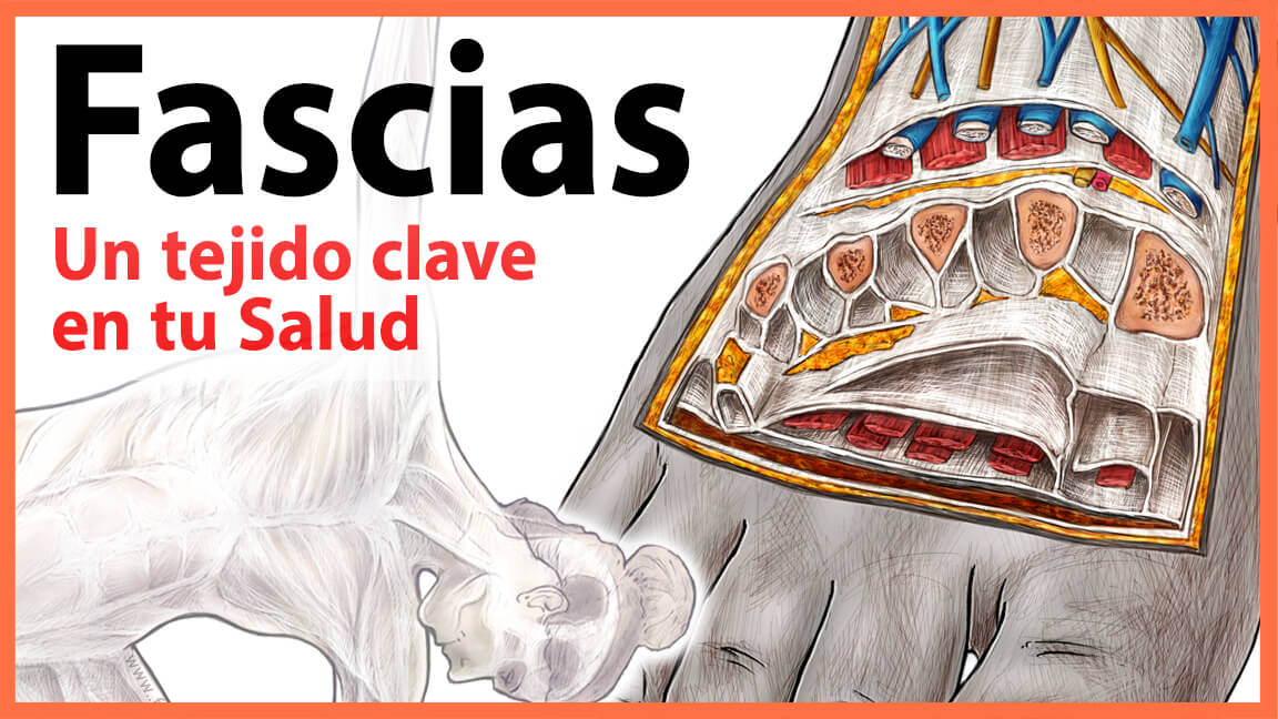 Fascias Fascias
