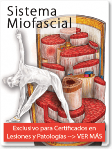 Curso Sistema Miofascial