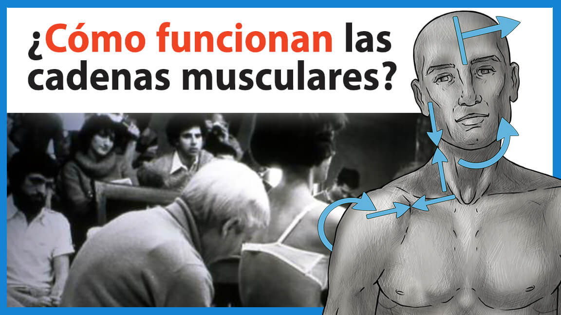 ¿Cómo funcionan las Cadenas Musculares? ¿Cómo funcionan las Cadenas Musculares?