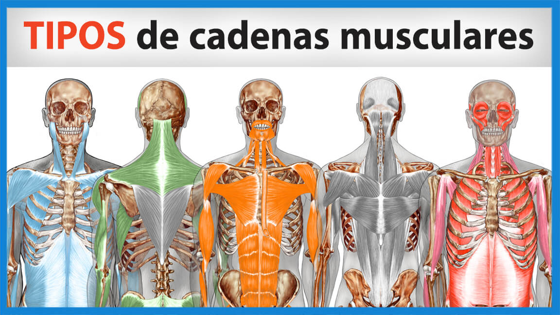 ¿Cuáles son los tipos de Cadenas Musculares? ¿Cuáles son los tipos de Cadenas Musculares?