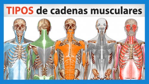 cadenas-3-petit-blau Tipos de cadenas miofasciales