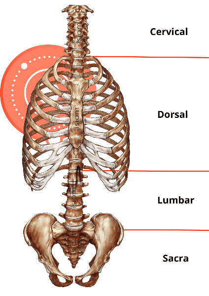 La imagen muestra la columna vertebral y su división en cuatro regiones: la columna cervical es responsable de los movimientos de la cabeza y cuello, más abajo la columna torácica (considerada la curvatura primaria de la columna vertebral), luego la columna lumbar, y finalmente la columna sacro-coxigea.