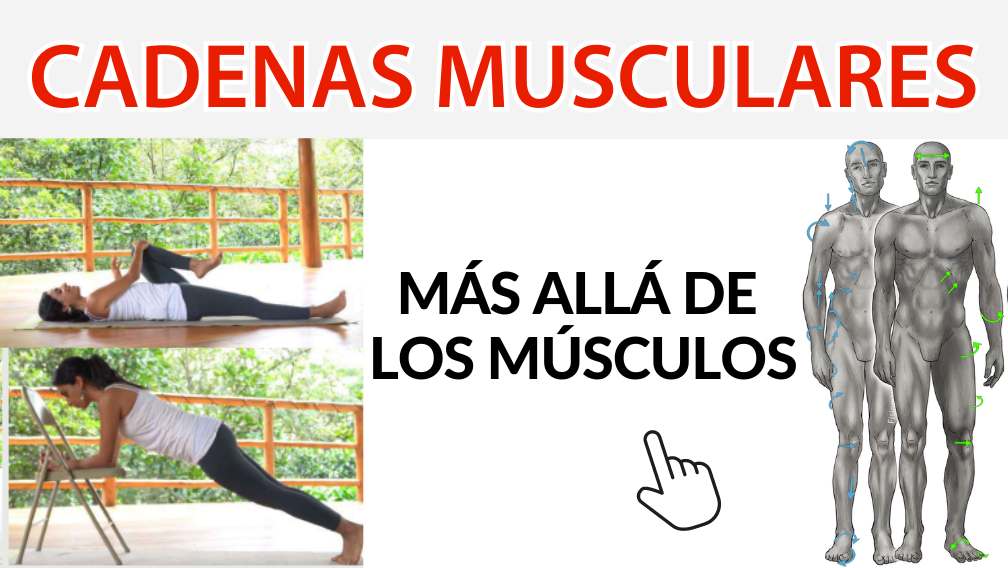 Cadenas Musculares: Más allá de los músculos… Cadenas Musculares: Más allá de los músculos…